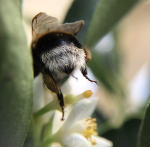 Close-up of bee pollinating flower