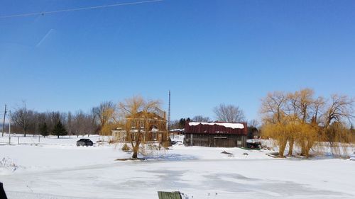 Bare trees on snow against clear blue sky