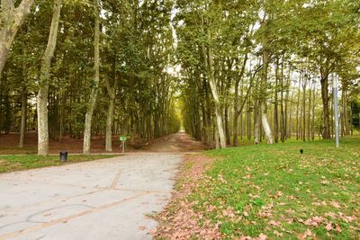 Footpath amidst trees in forest