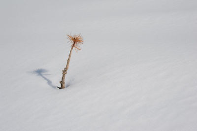 High angle view of frozen plant on field