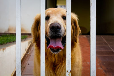 Close-up portrait of dog at home