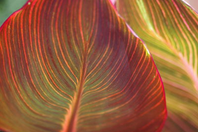 Full frame shot of fresh green leaves