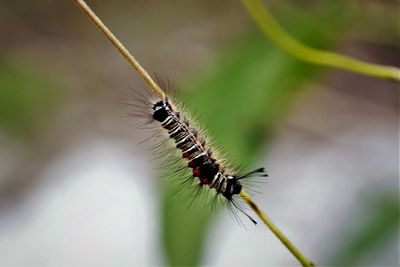 Caterpillar of butterfly creeping on the stem of host plant