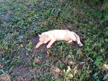 High angle view of cat on field