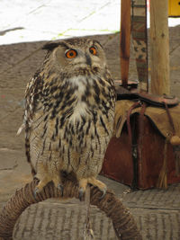 Close-up portrait of owl perching