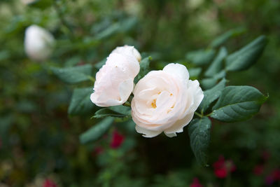 Close-up of flower against blurred background