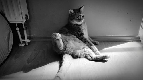 Cat sitting on floor