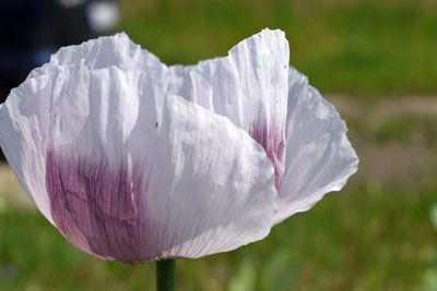 Close-up of white rose flower