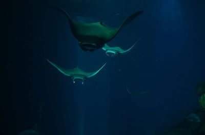 Close-up of fish swimming in sea