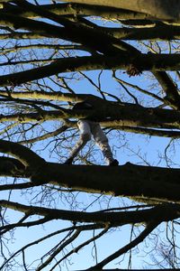 Low angle view of bird perching on tree against sky