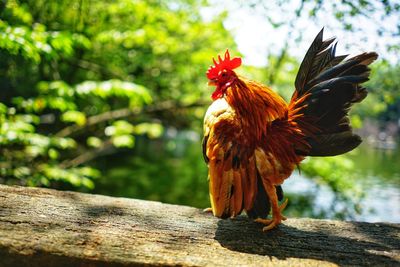 Close-up of rooster on wood