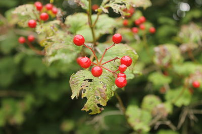 Close-up of red berries growing on tree
