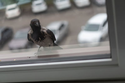 View of bird on car window