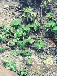 Plants growing in pond