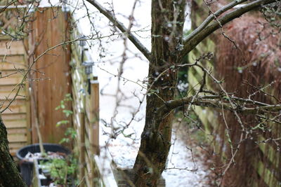 Close-up of bare tree