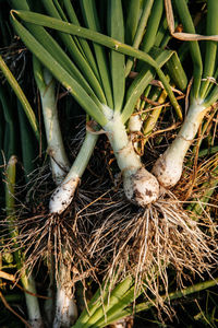 High angle view of vegetables on plant
