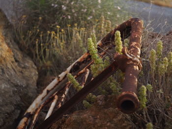 Close-up of rusty machine part