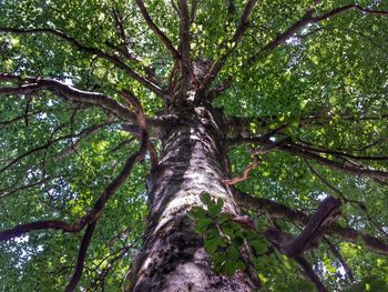 Low angle view of trees in forest