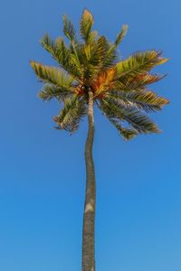 Low angle view of coconut palm tree against clear blue sky