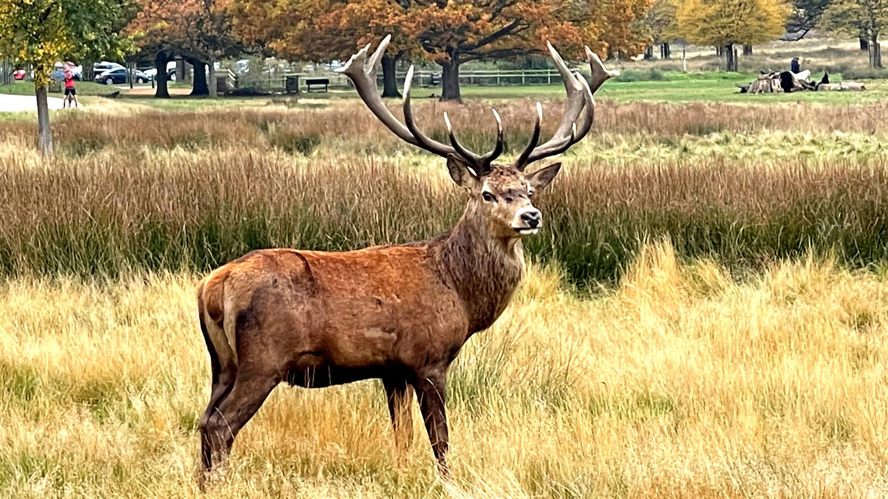 DEER STANDING IN FIELD