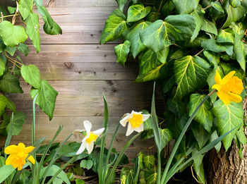 High angle view of yellow flowering plant leaves on wood