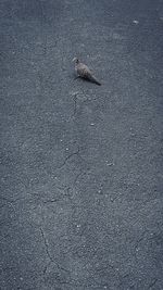 High angle view of bird on road