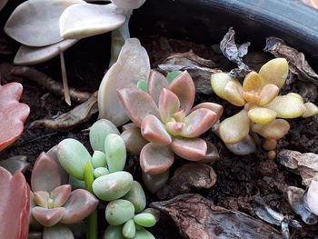 High angle view of flowers