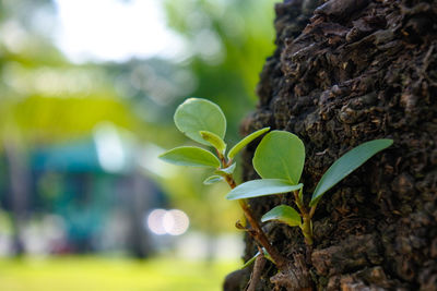 Close-up of fresh green leaves on tree trunk