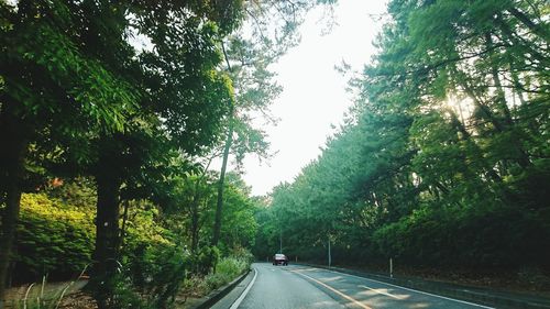 Road amidst trees in forest against sky