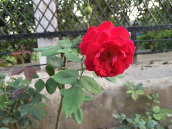 Close-up of red flower blooming outdoors