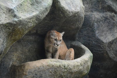 Mountain lion sitting on rocks