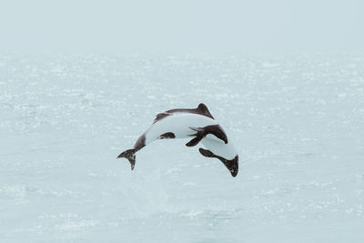 Dolphin diving in sea