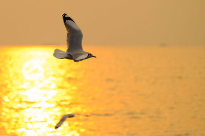 Seagull flying over sea during sunset