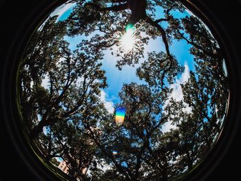 Low angle view of trees against sky