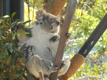 Monkey on tree trunk