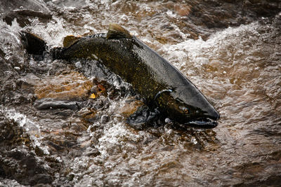 High angle view of fish in water