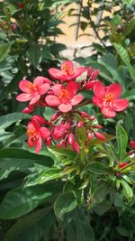 Close-up of red flower