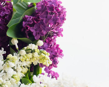 Close-up of purple flowering plant against white background