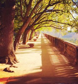 View of trees in sunlight