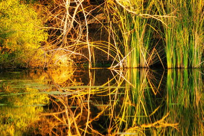 Close-up of grass in lake