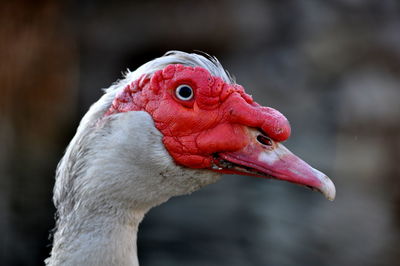 Close-up of bird