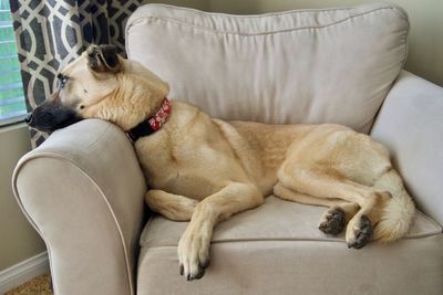 Dog relaxing on sofa at home