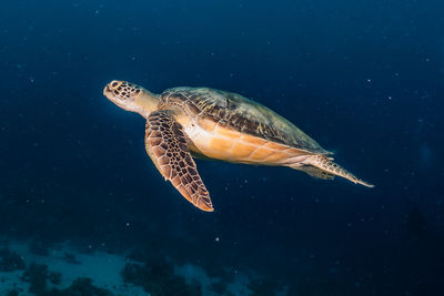 Hawksbill sea turtle in the red sea, dahab, blue lagoon sinai a.e