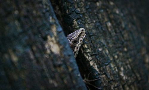 Close-up of lizard on rock