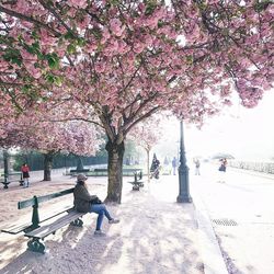 View of cherry tree in park