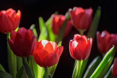 Close-up of red tulips