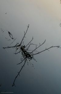 Low angle view of silhouette bare tree against sky