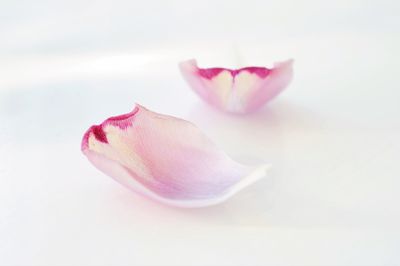 Close-up of pink rose against white background
