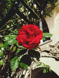 Close-up of red rose blooming outdoors