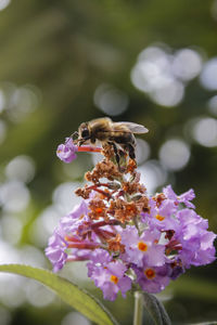 Close-up of bee pollinating on purple flower